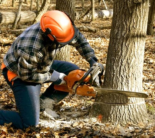 Tree Removal in Elton, WI